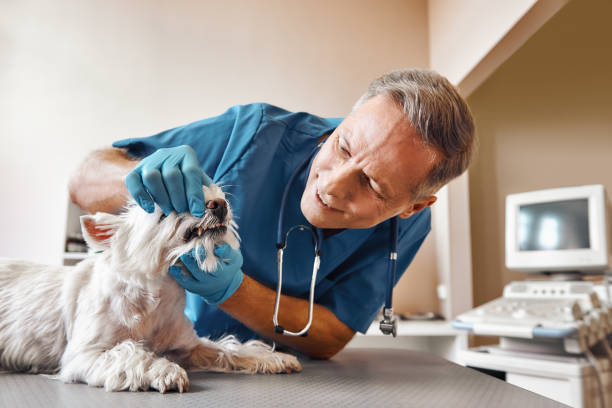 Best Emergency X-Rays and Diagnostics in Duncan Falls, OH
